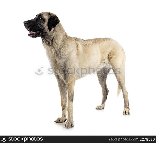 Kangal Shepherd Dog in front of white background