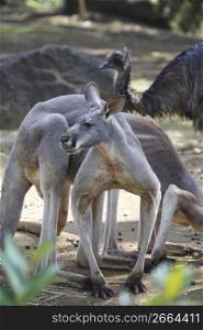 Kangaroo and bird
