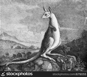 Kangaroo from the drawing of Captain Cook who discovered it, vintage engraved illustration. From the Universe and Humanity, 1910.
