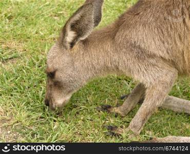 kangaroo head. kangaroo eating on a meadow in australia, half portrait
