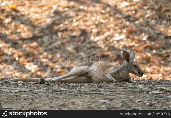 kangaroo lying on the ground