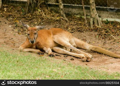 Kangaroo lying on the ground, Red Kangaroo on the ground.