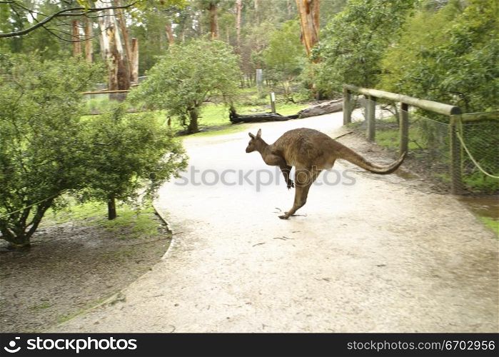 Kangaroo portrait.