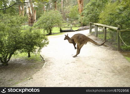 Kangaroo portrait.