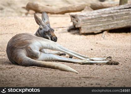 kangaroo relaxing on ground in the sun