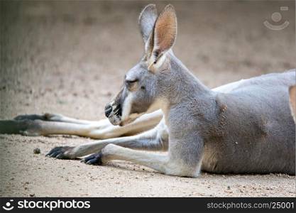 kangaroo relaxing on ground in the sun