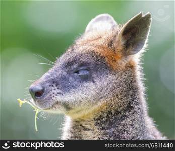 Kangaroo: Wallaby close-up portrait, eating in peace