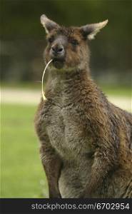 Kangaroo with food in mouth.