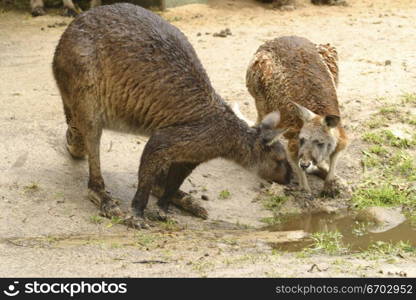 Kangaroos at a Melbourne Sanctuary.