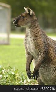 Kangaroos eating in nature, australian native animal.