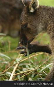Kangaroos eating in nature, australian native animal.