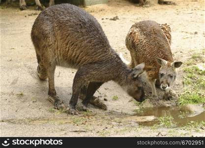 Kangaroos eating in nature, australian native animal.