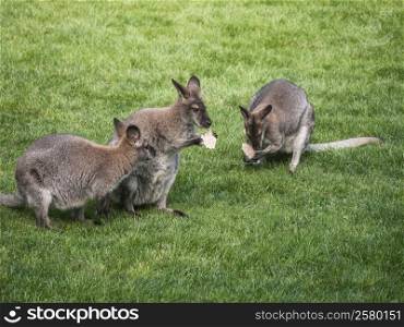 kangaroos-food. Kangaroos on a green meadow