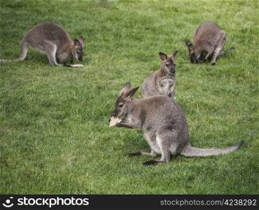 kangaroos. Kangaroos on a green meadow