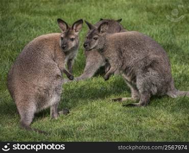 kangaroos-meadow. Kangaroos on a green meadow