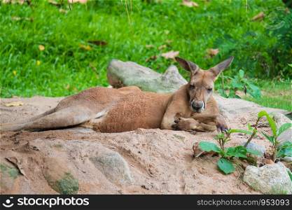 Kangaroos sleep in the forest.