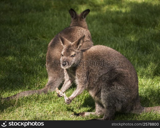 kangaroos-sun. Kangaroos on a green meadow