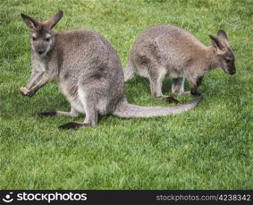 kangaroos-two. Kangaroos on a green meadow