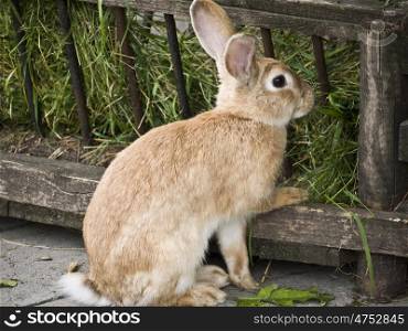 Kaninchen-braun-Raufe. brown rabbit in a food hopper