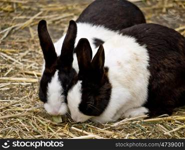 Kaninchen-schwarz-weiss. two rabbits in black and in white