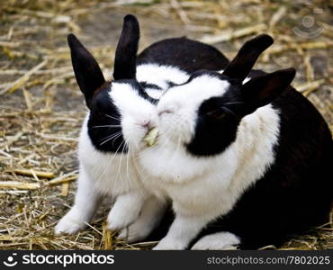 Kaninchenstreit. two rabbits are fighting for feed