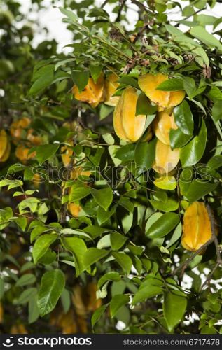 Karambola or star fruit tree in a tropical plantation