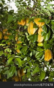 Karambola or star fruit tree in a tropical plantation