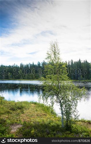 Karelian birch on the shore of a small lake on a summer day.