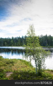 Karelian birch on the shore of a small lake on a summer day.