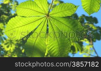 kastanien blatt weht sanft im wind