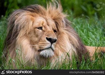 Katanga Lion or Southwest African Lion, panthera leo bleyenberghi. African lion in the grass.
