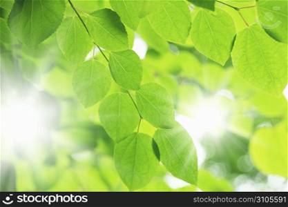 Katsura tree leaves
