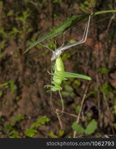 Katydid coming out from molt, Goa, India