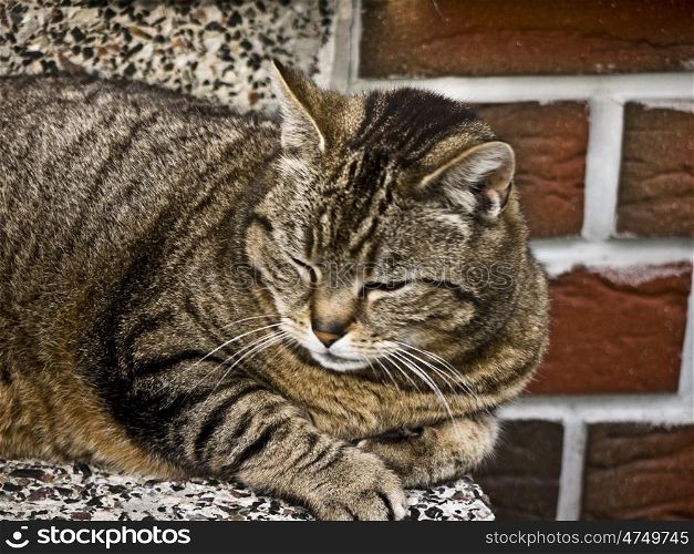 Katze-Ziegelwand. tabby cat on the stairs in front of a red brick wall