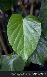 Kava leaf on a plant