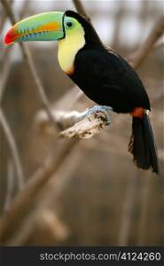 Kee billed Toucan Ramphastos sulfuratus colorful Tucan bird