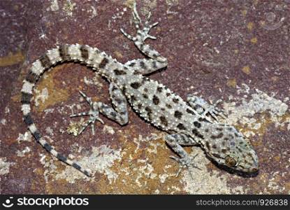 Keeled Rock Gecko another desert species of gecko preferring rocky patches. Sam, Jaisalmer, Rajasthan, India