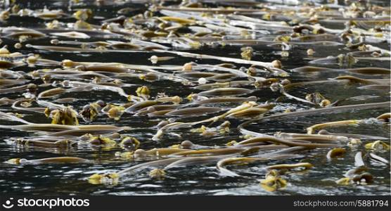 Kelp growing in water, Skeena-Queen Charlotte Regional District, Haida Gwaii, Graham Island, British Columbia, Canada