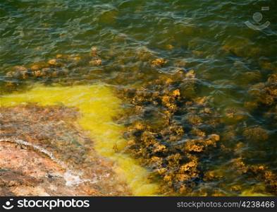 Kelp growth in water on the coastline.