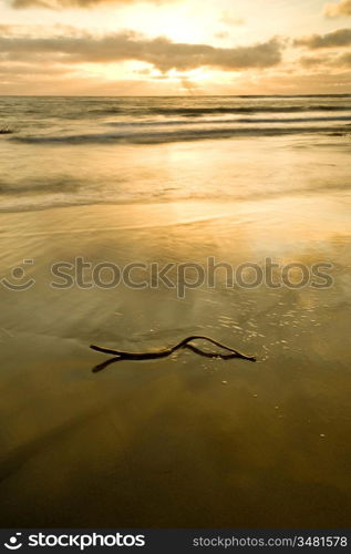 Kelp On The Beach