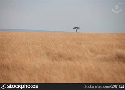 Kenya grassland