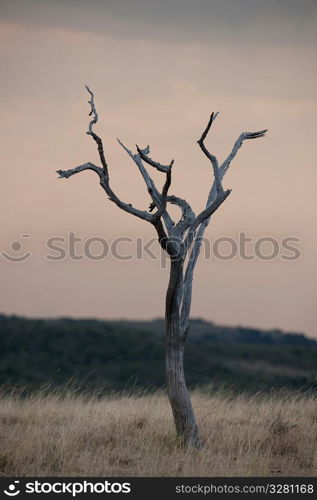 Kenya grassland