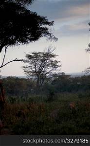 Kenya horizon at dusk