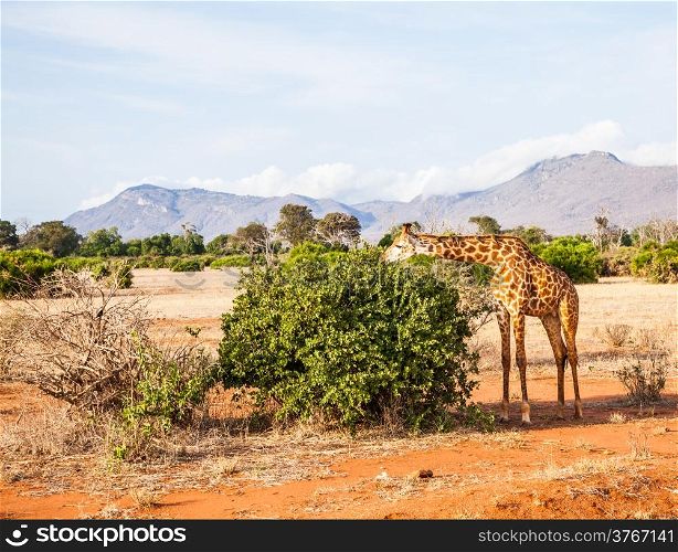 Kenya, Tsavo East National Park. Free giraffe in sunset light.