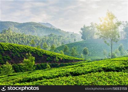 Kerala India travel background - green tea plantations in Munnar, Kerala, India in the morning on sunrise