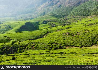 Kerala India travel background - green tea plantations in Munnar, Kerala, India close up