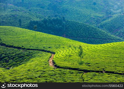 Kerala India travel background - green tea plantations in Munnar, Kerala, India - tourist attraction