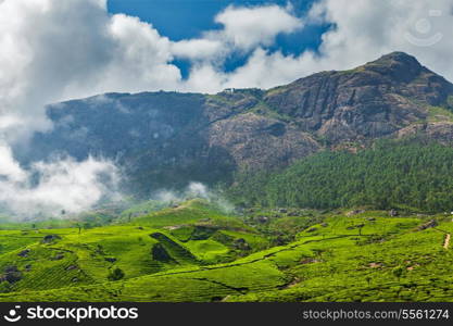 Kerala India travel background - green tea plantations in Munnar, Kerala, India - tourist attraction