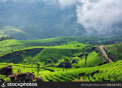 Kerala India travel background - green tea plantations in Munnar with low clouds, Kerala, India - tourist attraction. Green tea plantations in Munnar, Kerala, India