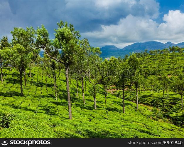 Kerala India travel background - green tea plantations with trees in Munnar, Kerala, India close up